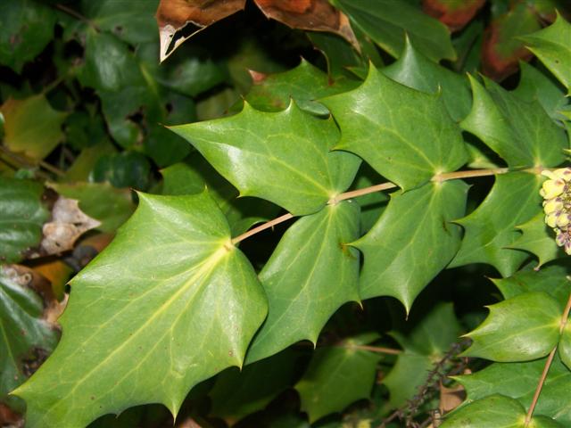 Picture of Mahonia bealei  Leatherleaf Mahonia