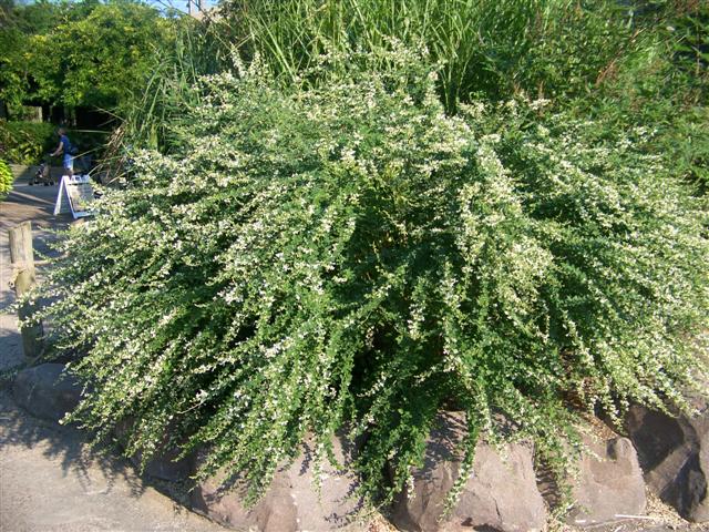 Picture of Lespedeza thunbergii 'Avalanche' White Bushclover