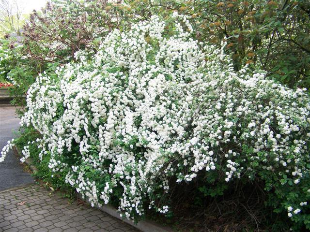 Picture of Spiraea x vanhouttei  Vanhoutte Spirea