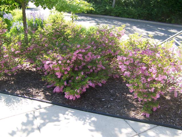 Picture of Indigofera kirilowii  Kirilow Indigo