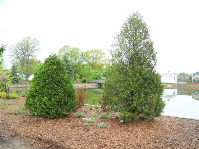 Picture of Thuja occidentalis 'Technito'� Technito Arborvitae