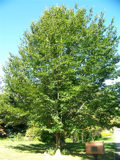 Picture of Fagus grandifolia  American Beech