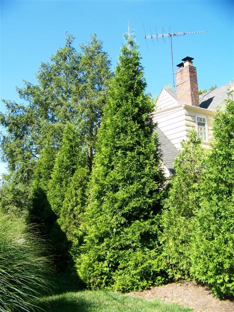 Picture of Thuja plicata 'Grovpli' Spring Grove� Spring Grove Western red-cedar