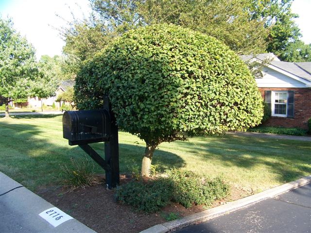 Malus sargentii 101_0235(Small).JPG