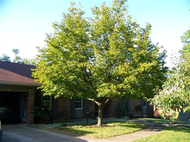 Picture of Ostrya virginiana  American Hophornbeam