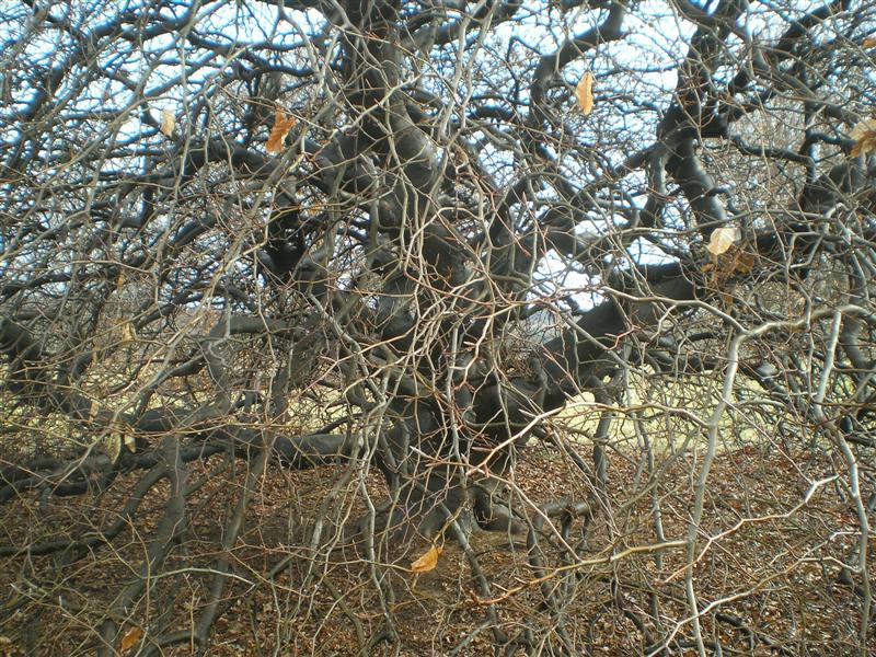 Picture of Fagus sylvatica 'Tortuosa' Contorted Beech