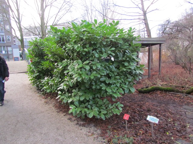 Prunus laurocerasus AMSPrunusLaurocerasus.JPG