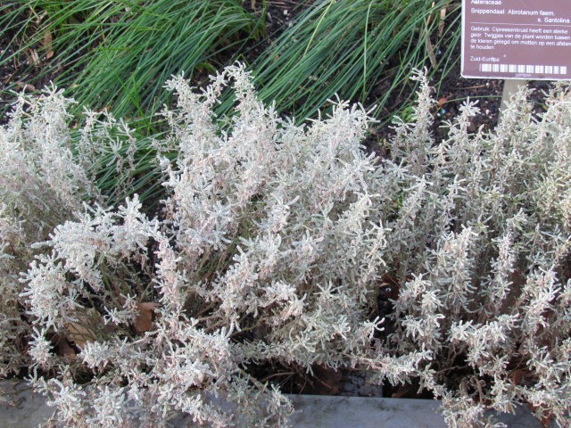 santolina chamaecyparissus AMSSantolinaChamaechyparissusDetail.JPG