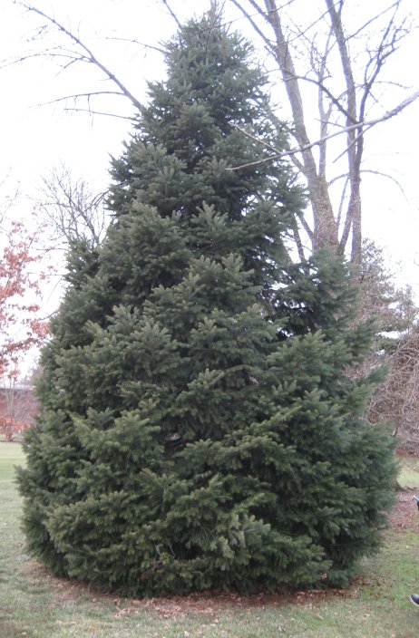 Abies cilicica Abies_cilicica_Spring_Grove_front.jpg