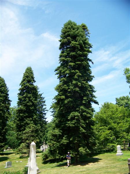 Abies cilicica Abiescilicica(Medium).jpg