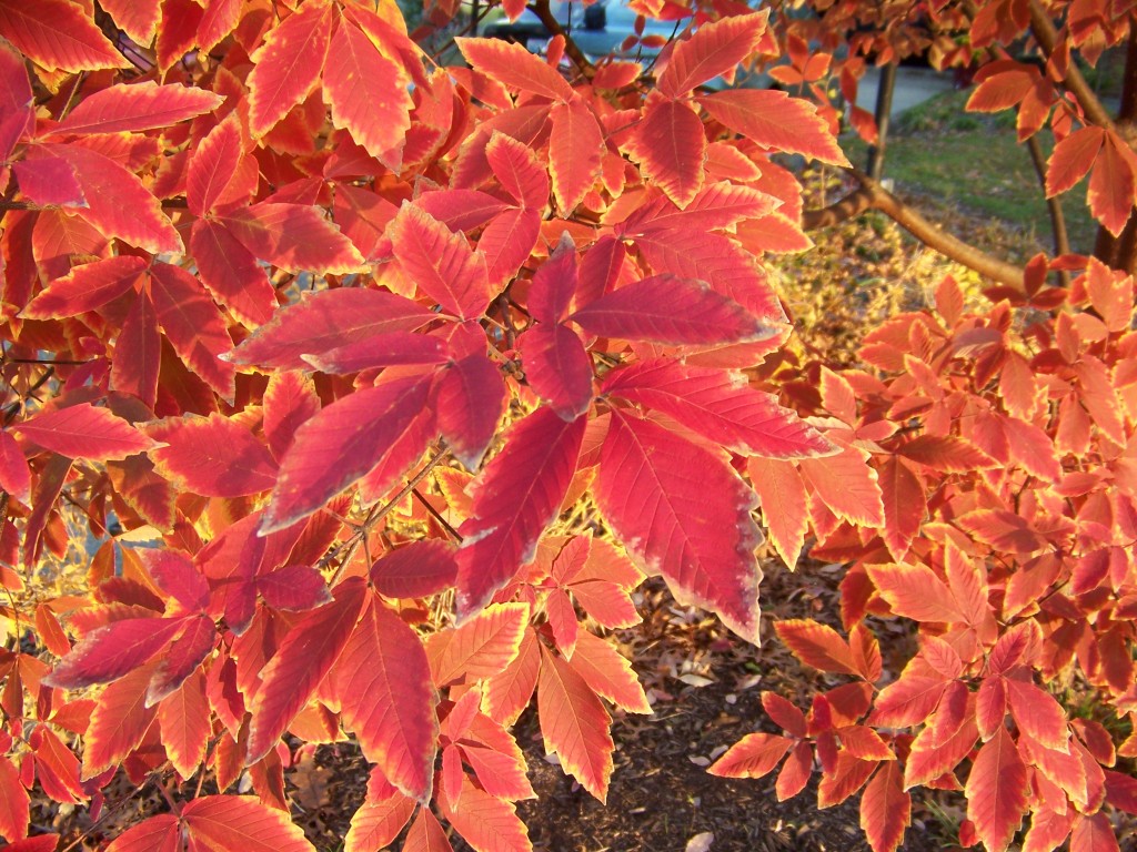 Picture of Acer griseum x nikoense  Girard's Hybrid Maple
