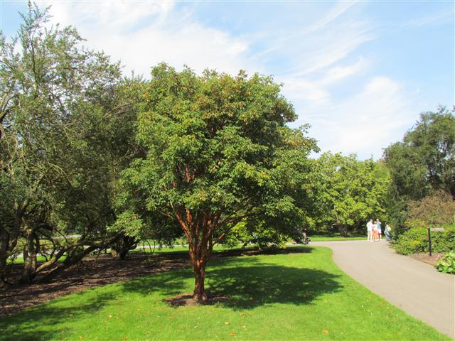 Acer griseum AcerGriseumFull2Kew.JPG