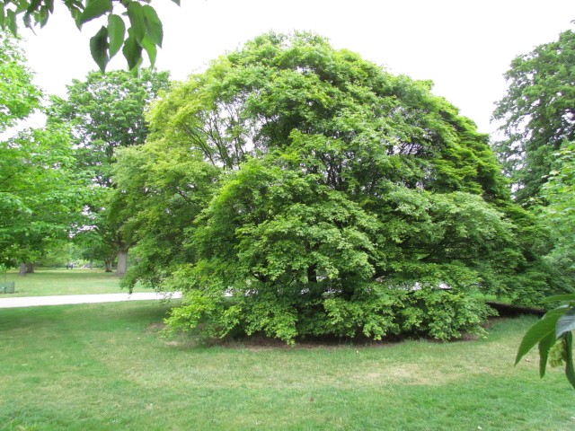 Acer velutinum AcerVelutinum2_full3.JPG