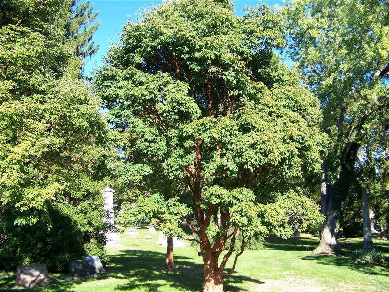 Acer griseum Acergriseum.jpg