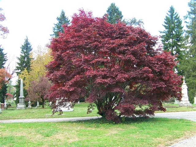 Acer palmatum AcerpalmatumBloodgoodJapaneseMaple.jpg