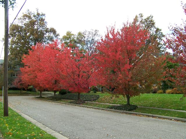 Picture of Acer rubrum 'Franksred' Red Sunset� Red Sunset Red Maple
