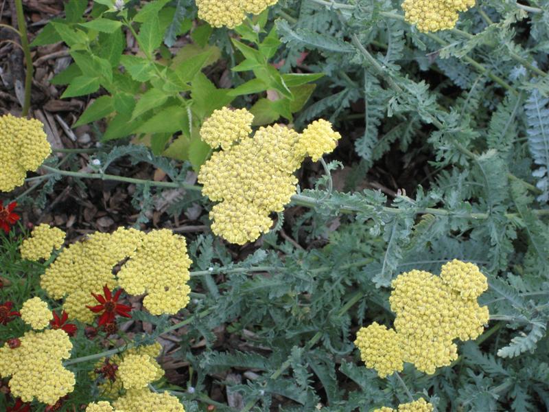 Achillea fillipendulina Achillea_filipendula_flower.JPG