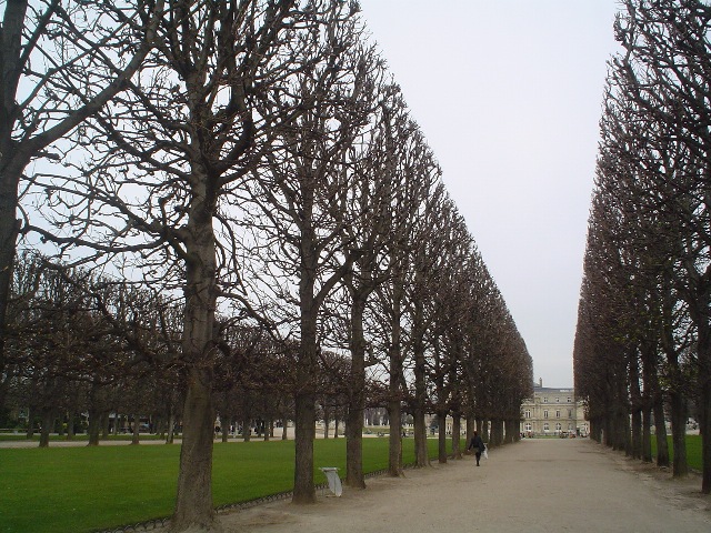 Aesculus hippocastanum AesculushippocastanumParis.JPG