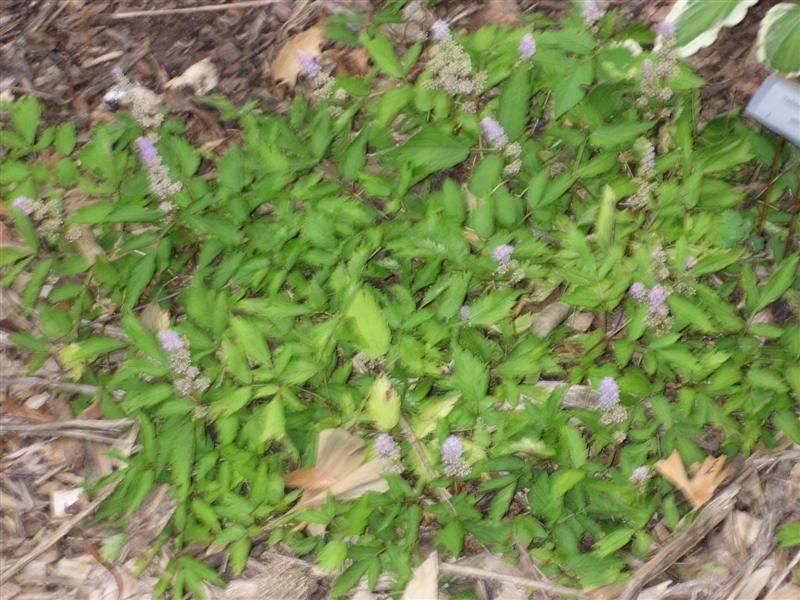 Astilbe chinensis Astible_chinensis_plant.JPG
