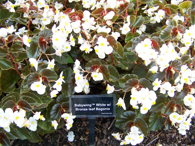 Picture of Begonia hybrida BabyWing� White Bronze Leaf 