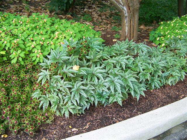 Picture of Begonia  Gryphon 