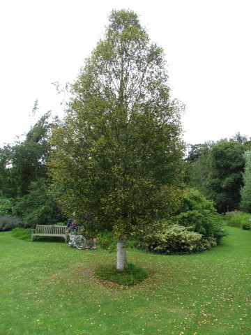 Betula pubescens BetulaPubescensSspToruosaFullCUBG2.JPG