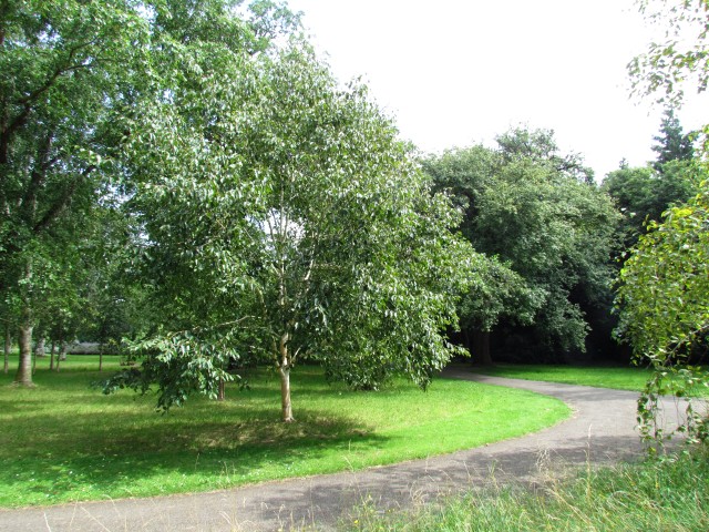 Betula utilis BetulaUtilisJacquemontiiGrayswoodGhostCUBG1.JPG