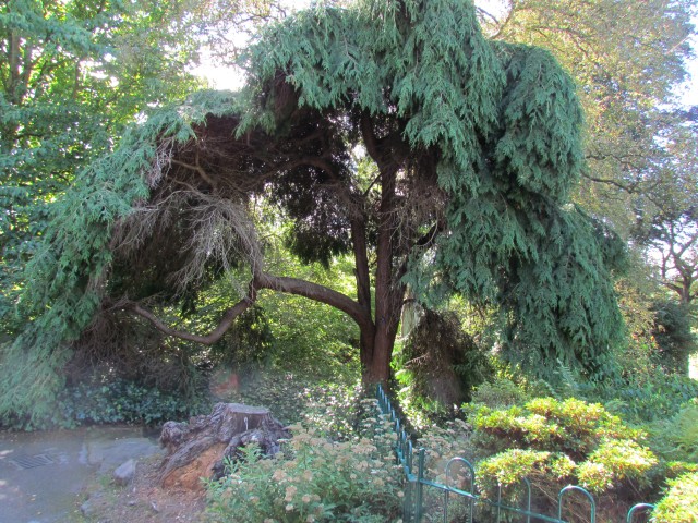 Chamaecyparis lawsoniana BhChamaecyparisLawsoniana1.JPG