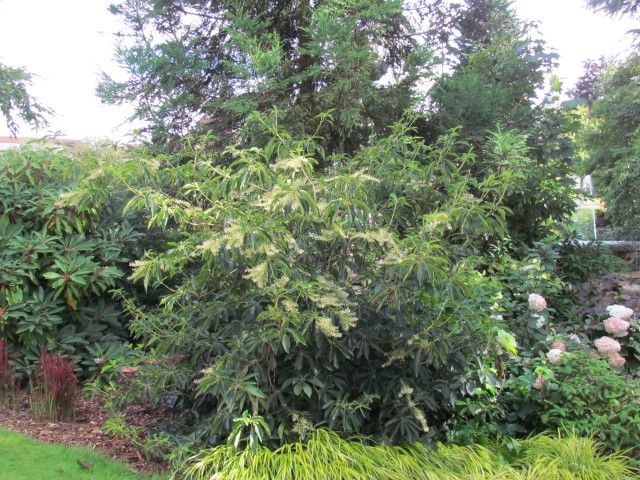 Clethra barbinervis BhxClethraBarbinervis.JPG