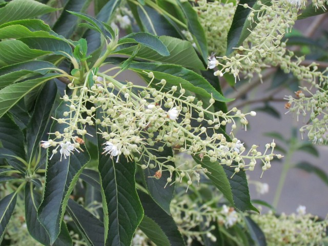 Clethra barbinervis BhxClethraBarbinervisFlower.JPG