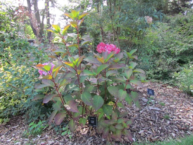 Hydrangea spp BhxHydrangeaPreziosa.JPG