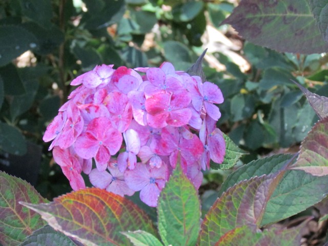 Hydrangea spp BhxHydrangesPreziosaFlower2.JPG