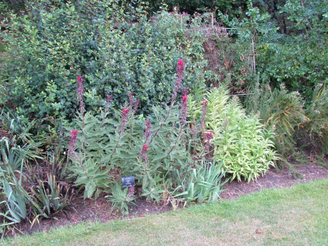 Lobelia tupa BhxLobeliaTupa.JPG