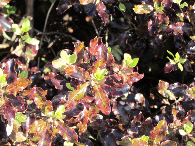 Pittosporum tenuifolium BhxPittisporumTenuifoliumDetail.JPG