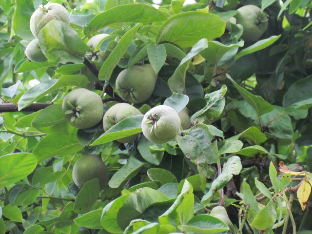 cydonia oblonga BhxQuinceMultipleFruits.JPG