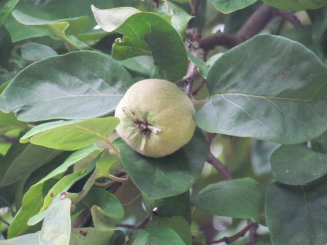 cydonia oblonga BhxQuinceSingleFruit.JPG