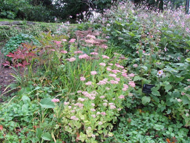 Sedum spp BhxSedum.JPG