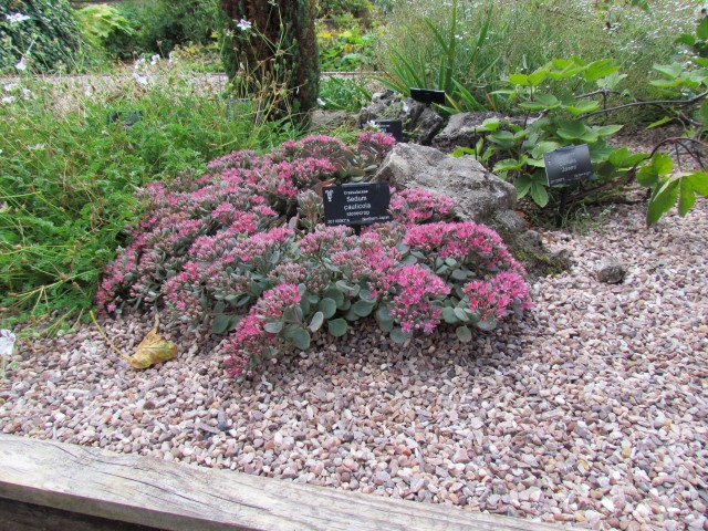 Sedum cauticola BhxSedumCauticola.JPG