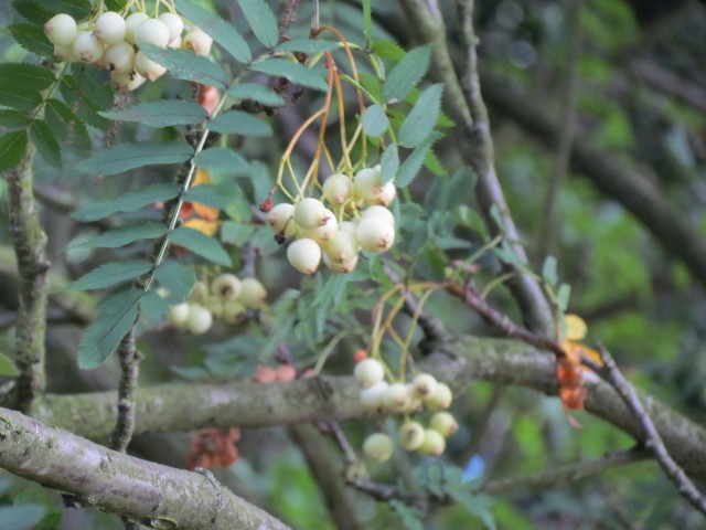 Sorbus cashmiriana BhxSorbusCashmirianaFruit.JPG