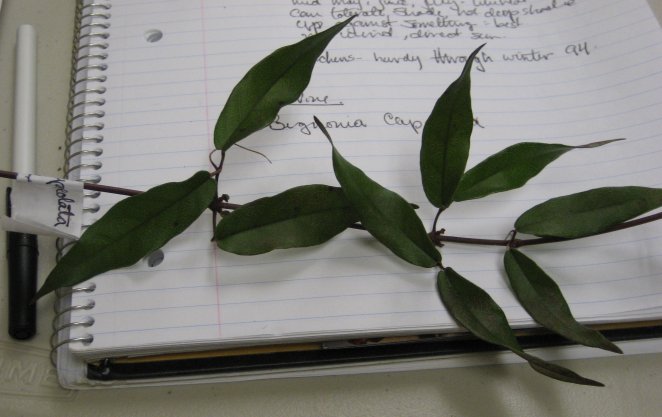 Picture of Bignonia capreolata Cross Vine