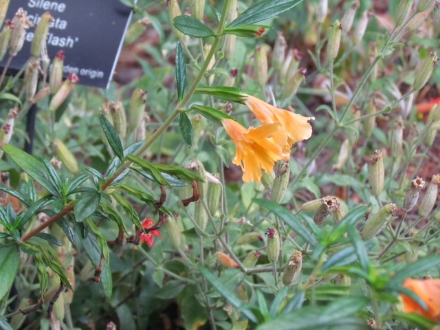 Mimulus aurantiacus BjhxMimulusAurantiacas2.JPG