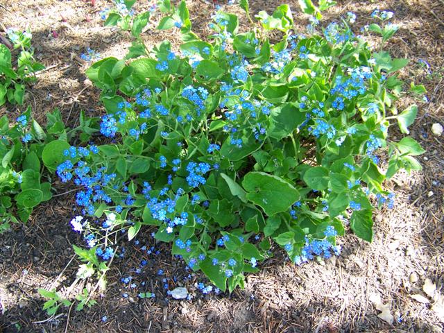 Picture of Brunnera macrophylla  Siberian Bugloss