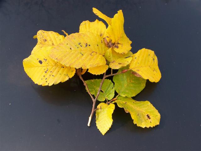 Picture of Carpinus betulus 'Globosa' Globose European Hornbeam