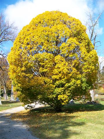 Carpinus betulus CarpinusbetulusGlobosaHornbeam.jpg