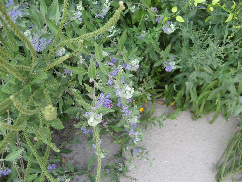 Caryopteris x clandonensis Caryopteris_clandonensis_flower_clear_ap.JPG
