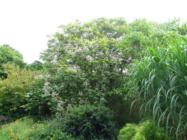 Catalpa fargesii CatalpaFargesiiFullCUBG.JPG
