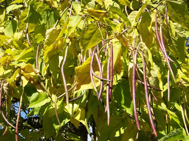 Picture of Catalpa speciosa  Northern Catalpa, Western Catalpa, Hardy Catalpa