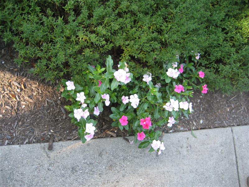 Catharanthus roseus Catharanthus_roseus_far.JPG