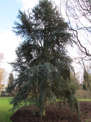 Cedrus atlantica CedrusAtlantica1.JPG