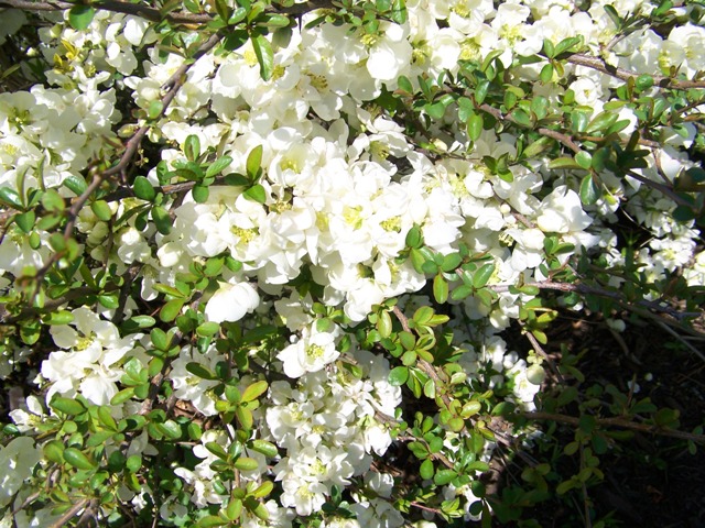 Chaenomeles speciosa ChaenomelesJetTrail1.JPG